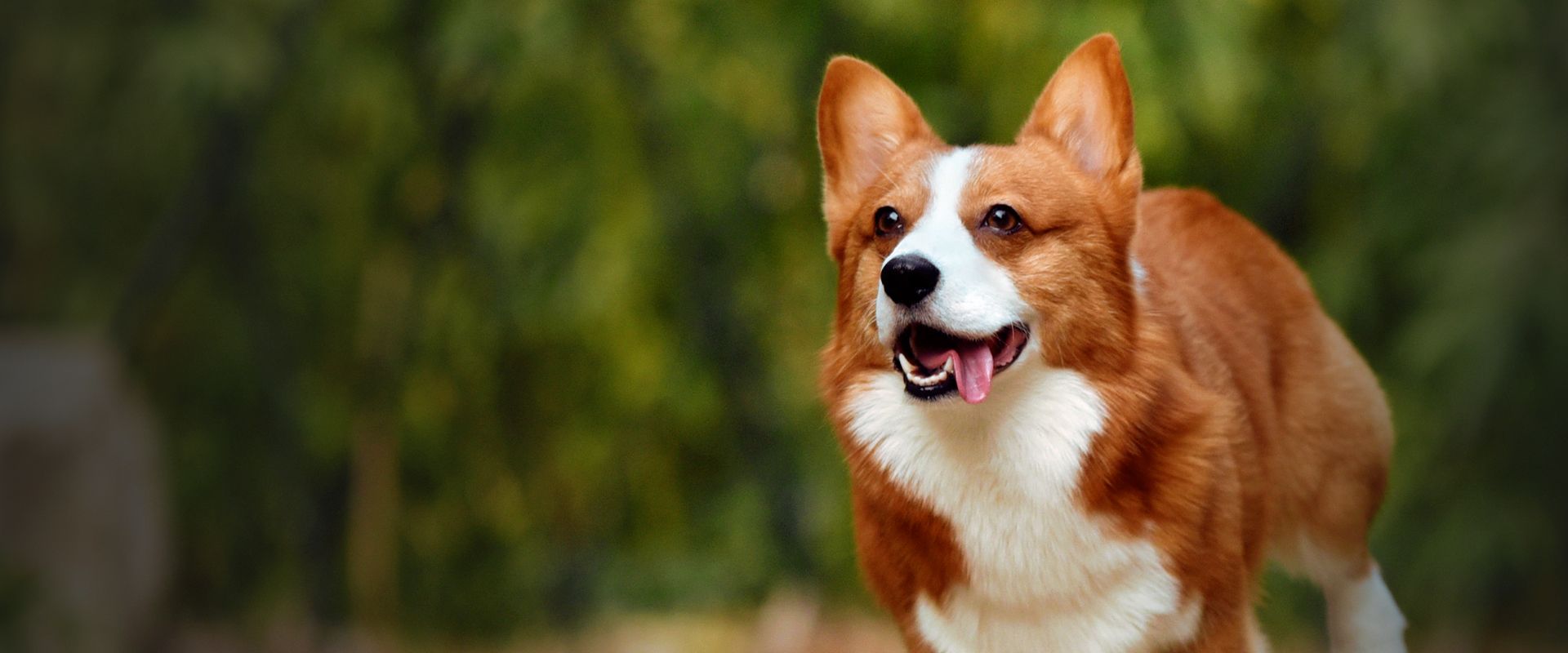 happy red corgi dog running