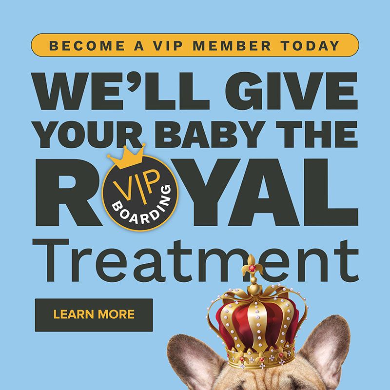 Become a VIP member