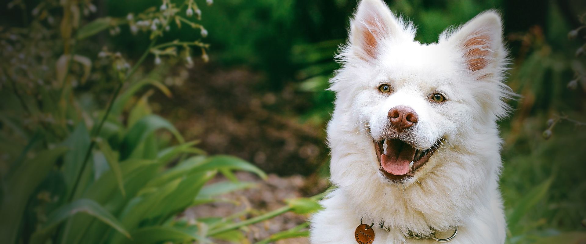 smiling white furry dog in the forest